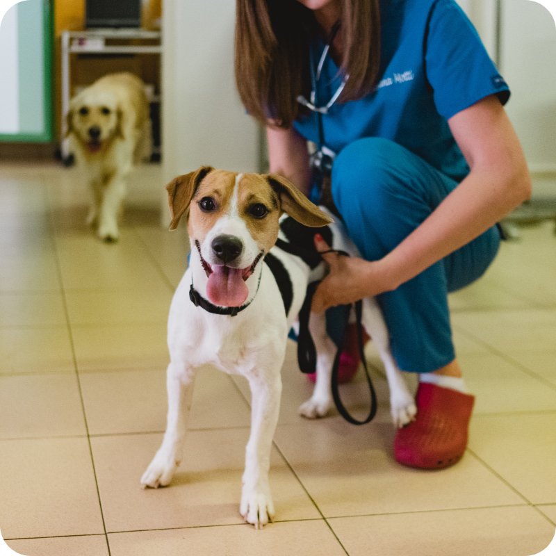 Un Jack Russel in primo piano con la lingua di fuori abbracciato da una veterinaria dell'Ambulatorio Veterinario Botti Maggi
