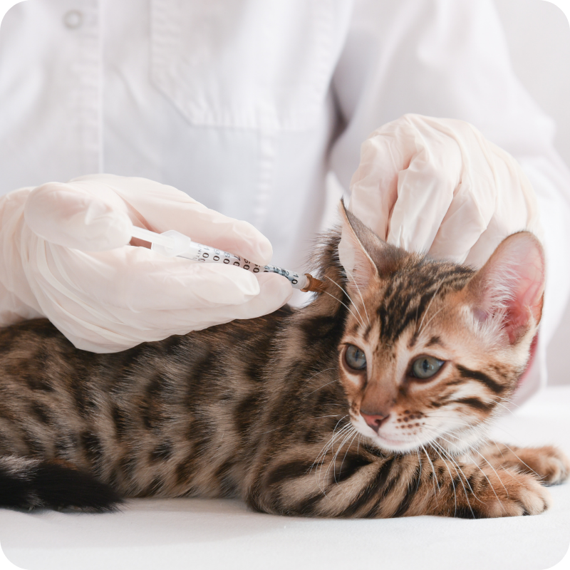 Immagine stock di un gatto tigrato durante una vaccinazione