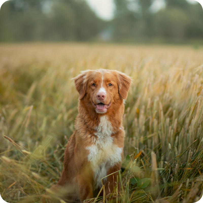 12 Un cane di razza Nova Scotia duck tolling retriever in un campo di grano
