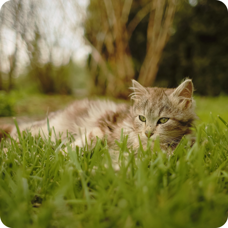 13.1 Un soffice gatto grigio e bianco giace sull'erba verde all'aperto, con un'aria rilassata e vigile, con alberi e piante sfocati sullo sfondo.