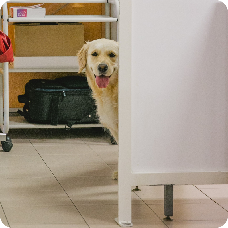 14 Un golden retriever fa capolino da una parete divisoria bianca, sorridendo con la lingua fuori. Dietro il cane ci sono scaffali con scatole su un pavimento piastrellato.