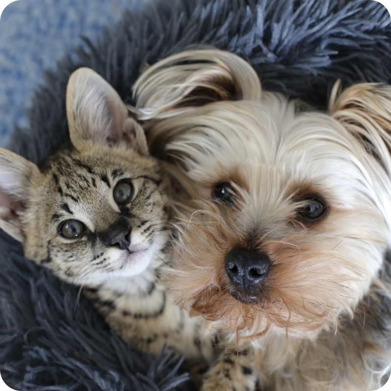 15 Un gattino maculato e un piccolo cane soffice si accoccolano insieme su una morbida coperta grigia, guardando entrambi la telecamera. Focus Piani Salute