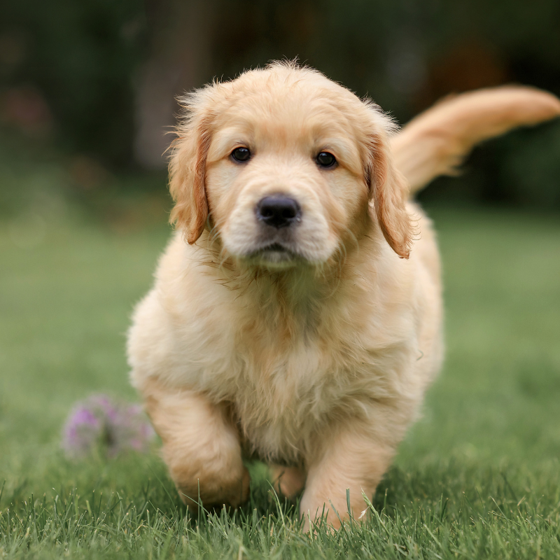 16 Soffice cucciolo di golden retriever che cammina sull'erba verde, guardando direttamente la telecamera con la coda sollevata e le orecchie leggermente fluttuanti. Lo sfondo è dolcemente sfocato con accenni di verde. Piani Salute cane cucciolo