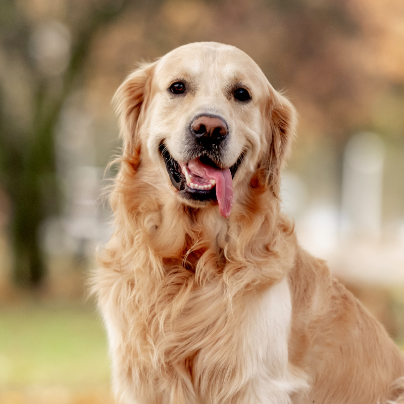 17 Un golden retriever siede all'aperto, guardando la macchina fotografica con la lingua di fuori, circondato da un fogliame autunnale con una messa a fuoco morbida sullo sfondo. Piani Salute cane adulto