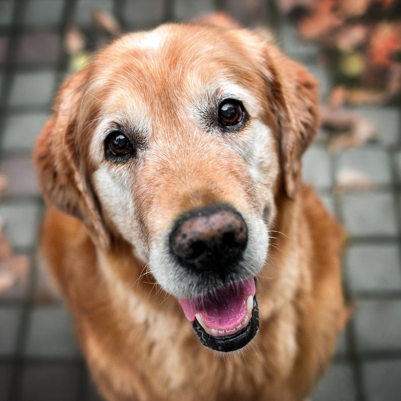 18 Un golden retriever felice, con il pelo lucido e gli occhi espressivi, guarda la telecamera con la bocca aperta e la lingua leggermente fuori, in piedi su una superficie piastrellata con foglie autunnali sullo sfondo. Piani Salute cane senior