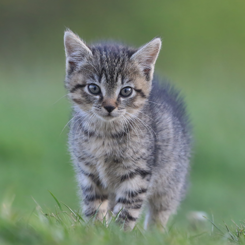 19.1 Un piccolo gattino soriano grigio, con vistosi occhi azzurri, sta all'erta sull'erba verde e guarda direttamente la telecamera con uno sfondo verde morbido e sfocato. Piani Salute gatto cucciolo