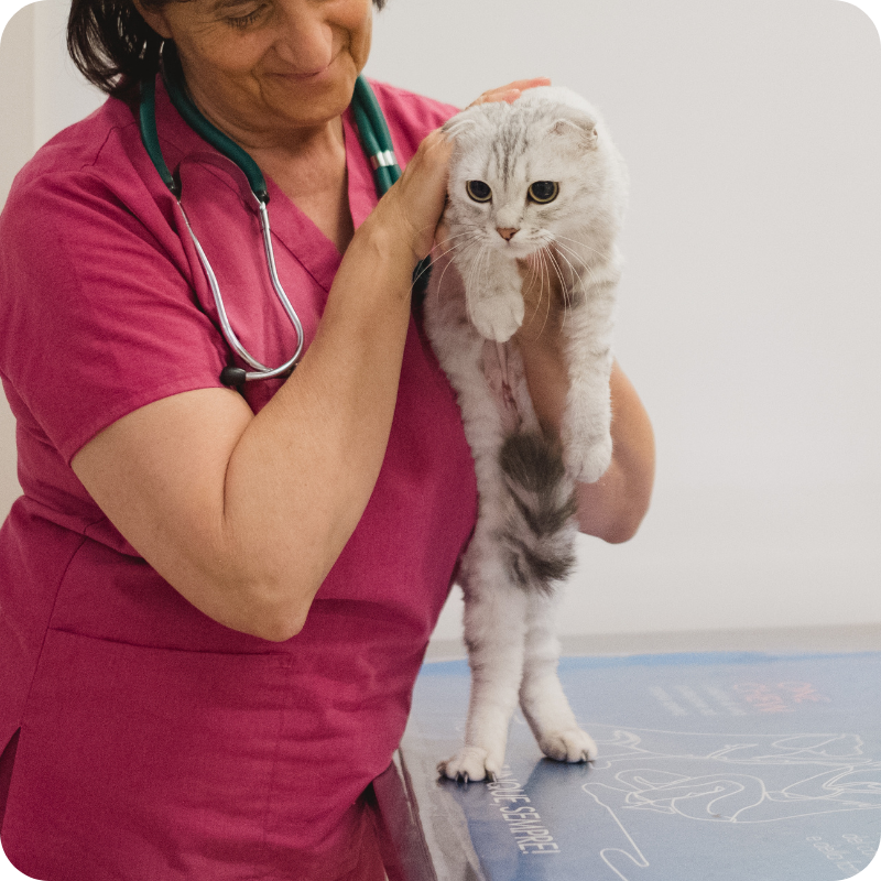 Un gatto bianco e grigio mentre viene preso in braccio da una veterinaria dell'Ambulatorio Veterinario Botti Maggi