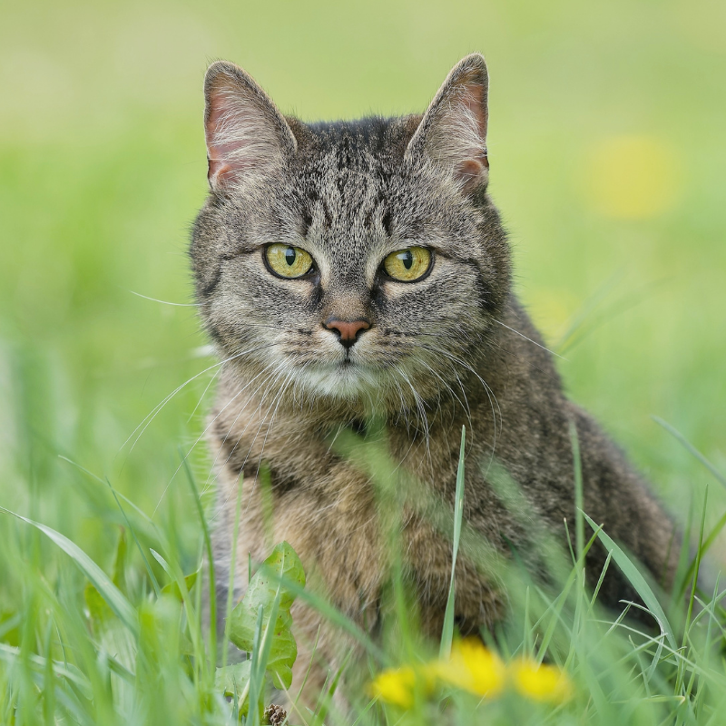 20.1 Un gatto soriano grigio con gli occhi verdi siede nell'erba alta e verde, guardando direttamente la telecamera. Lo sfondo è sfocato con accenni di fiori gialli. Piani Salute gatto adulto