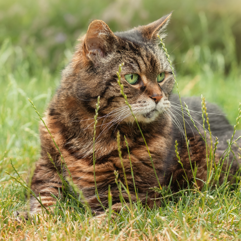 21 Un gatto soriano marrone e nero con gli occhi verdi giace nell'erba alta e guarda vigile di lato. Lo sfondo è sfocato e mette in risalto la pelliccia e l'espressione del gatto. Piani Salute gatto anziano