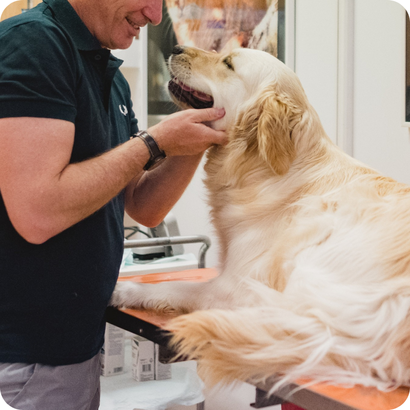 Un medico veterinario dell'Ambulatorio Veterinario Botti Maggi mentre guarda negli occhi un golden retriever