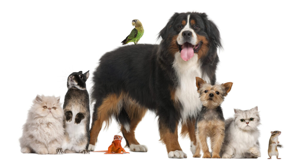 Immagine stock di un gruppo di animali vari su sfondo bianco. Sono raffigurati da sinistra: un gatto bianco a pelo lungo, un coniglio bianco e nero, un bernese, un pappagallo verde, un iguana arancione, un terrier, un gatto bianco e uno scoiattolo